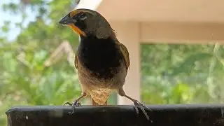 This is how a BIRD reacts when seeing its REFLECTION