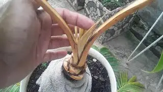 🛑 Review Program Mengecilkan Daun Bonsai Kelapa. 🌴🌴🌴. Part 2