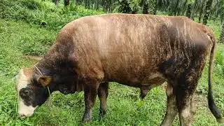 Suara sapi , Jagoan kita pejantan yg bagus untuk membuat keturunan 😁