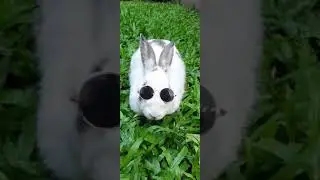Cool Rabbit with Sunglasses