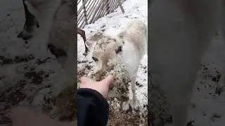 Reindeers eating #shorts #travel