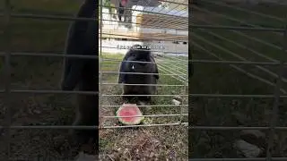 🔓✨#lapin #libre #cage #trend #enferme