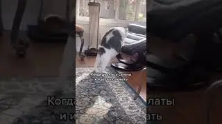 когда объелся салатов