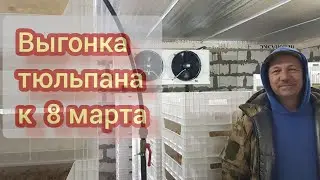 Укоренение луковиц тюльпана на гидропонике 5-й день
