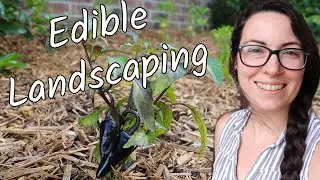 Hiding Edible Plants in my Front Flower Bed! 🤫 | Homestead Dreaming