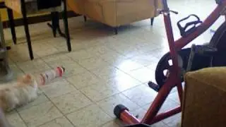 camila barking