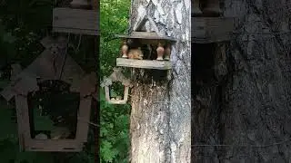 Тамбовские Белки