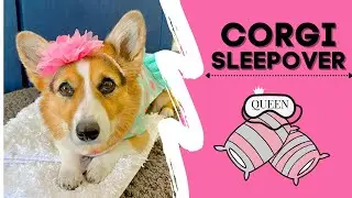 Talking Corgi FIGHTS with dad before sleepover! 