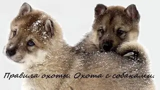 Very important! Hunting rules. Hunting with dogs.