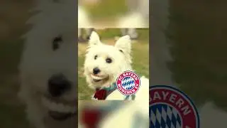 UEFA {Группа A} 2023/2024 Лиги чемпионов Memes ... 