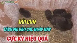 Nuôi Dúi Sinh Sản Bao Nhiêu Con/Năm ? Dúi Con Bao Nhiêu Ngày Tách Mẹ ? | Dúi Giống Hà Nội