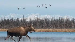 WILDLIFE OF SIBERIA 2. KOLYMA