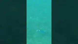 Barracuda. Crête 2022