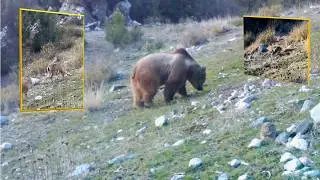 Doğanın Gerçek Sahiplerinin Fotokapana Yansıyan Görüntüleri!