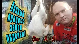 ПОЛНЫЙ ПРОЦЕСС ЗАБОЯ ИНДЕЙКИ И ВЫГОДА ЕЕ СОДЕРЖАНИЯ!