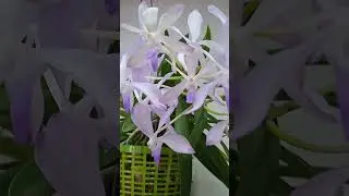 Vandofinetia "Pat Arcari"