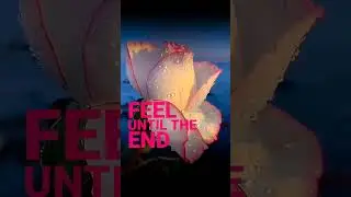 Enigma - "Principles of lust - Find love" @youtubenirvana