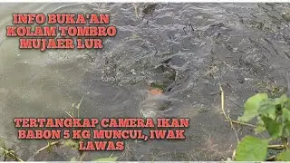 KOLAM PANCING BEKAS GALIAN KAYEN DIPENUH'I IKAN TOMBRO DAN IKAN MUJAER, 5-6 NYARI.