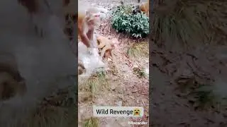 Monkey big  bite🫦 monkey revenge