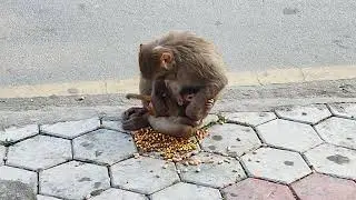 Monkey feeding it's child