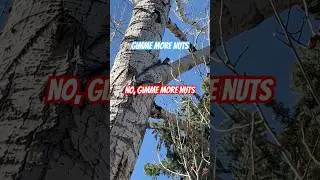 SQUIRREL!! 51 Duelling Squirrels #squirrellove #squirrel #squirrelvideo #squirrels #cuteanimal