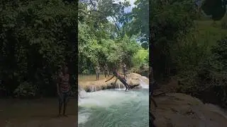 St.Toolies River is Amazing and beautiful #shortsvideo #explorejamaica #trendingshorts #nature #fyp