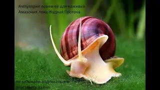 Ловля Ампулярии для наживки