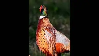 amazing bird on the earth unbilievable bird behavior #Shorts  47