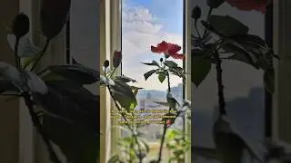 Мои цветы #цветы #садовод #мойсад #тиктокерша #цитатадня
