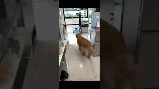 Лохматый затащил шерстяного домой