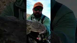Land-based flathead on ZMan Mulletron. #fishing #shorts #flathead #zman #softplastics #lurefishing