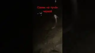 Ловля сома на червя 