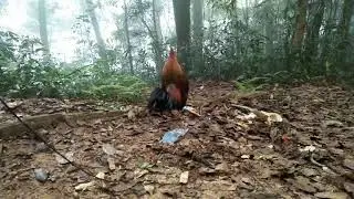 suab qaib dib qua zoo 2018