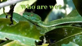 Meet Pit Snake: Fun facts for Kids | Discover Kids Universe | Wonder World Education