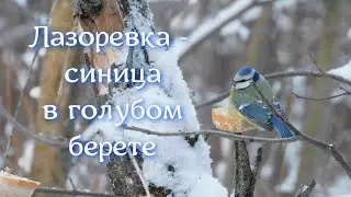 Лазоревка - синица в голубом берете. 