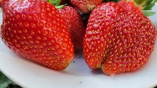 Азия она и "в Африке" Азия! 🙏😆
