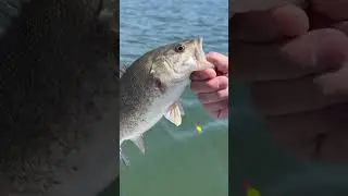 Fishing with worms #fishing #shorts