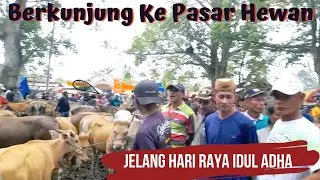 Berkunjung ke Pasar Hewan Jelang Hari Raya Idul Adha