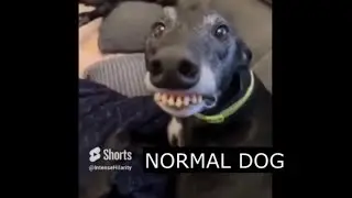 MY SHORTS COLLECTION i | 37 | Funny videos compilation
