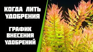 Когда лучше лить удобрения в аквариум. График внесения удобрений.