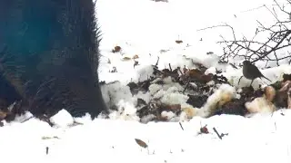 Wild boars & Robins in the snow חזירי בר ואדומי חזה בשלג