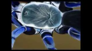 Cobalt Blue Tarantula By Andy Weno