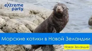 Морские котики в Новой Зеландии. Путешествие в Аотеароа, Страну Длинного, Белого Облака