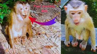 OMG!... monkey Luca b- ite monkey Bali... So p- itiful monkey Bali