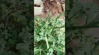 #shorts #viral #trending #gardening #viralvideo #naturelovers