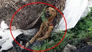 The puppy was dying under the hot sun, the heavy chain did not allow him to move!