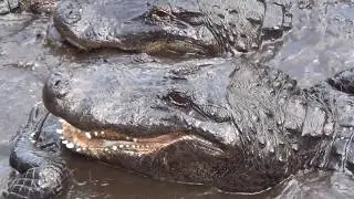 Large Group of Alligators up Close - HD Video