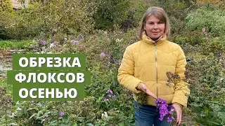 When and how do I prune phlox in the fall?