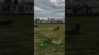 dog play time