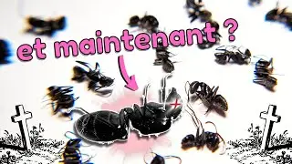La reine est morte (que devient la colonie ?)
